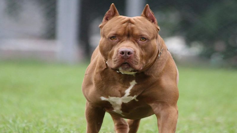 Pit Bulls: Targeted for All The Wrong Reasons