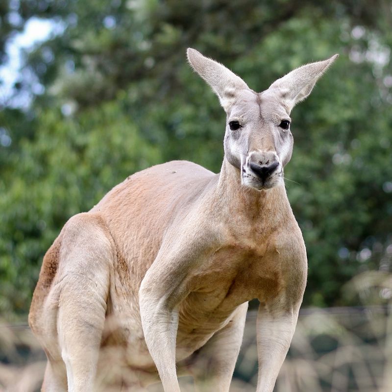 Marsupials