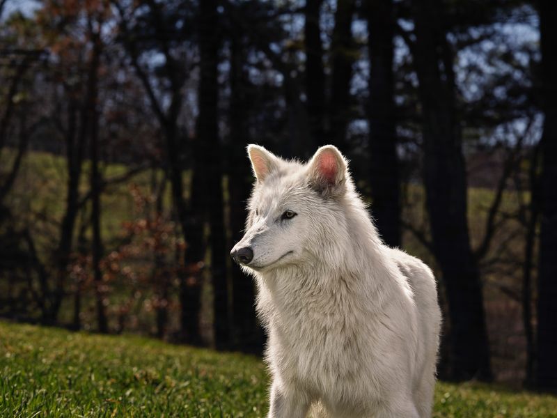 Dire Wolf