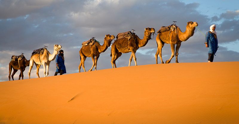 Camels: Desert Masters That Connected Civilizations
