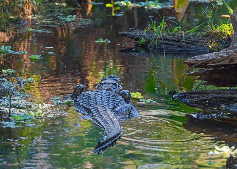 Expanding Wetland Conservation Efforts