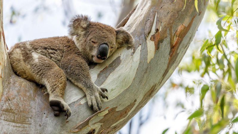 Koala – Australia's Sleepy Eucalyptus Expert