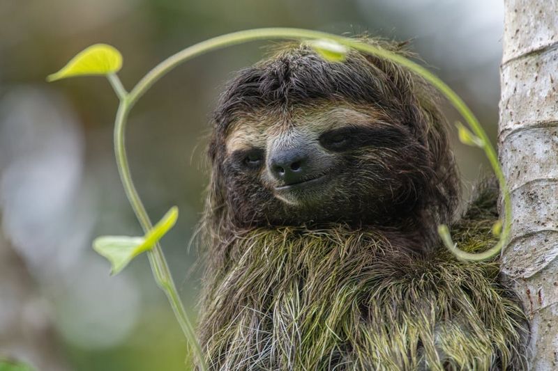 Sloth