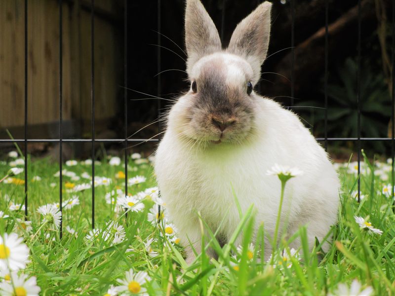 Rabbit