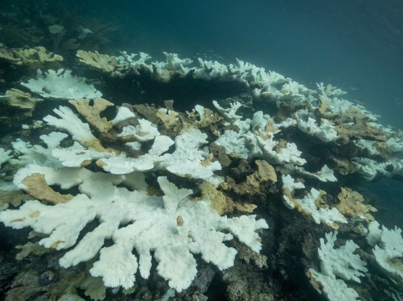 Coral Reefs Vanishing Before Our Eyes