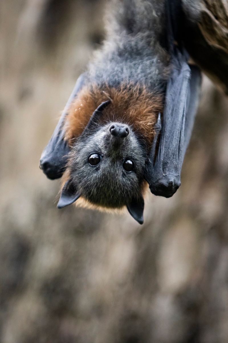 Bats: Misunderstood Night Nurses