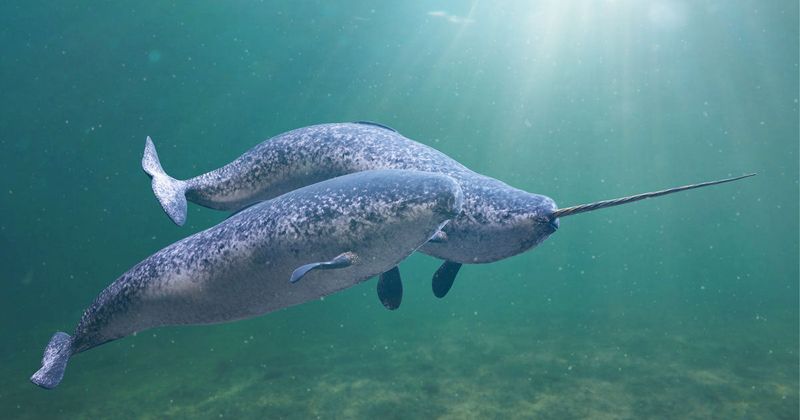 Narwhals: The Ocean's Unicorns