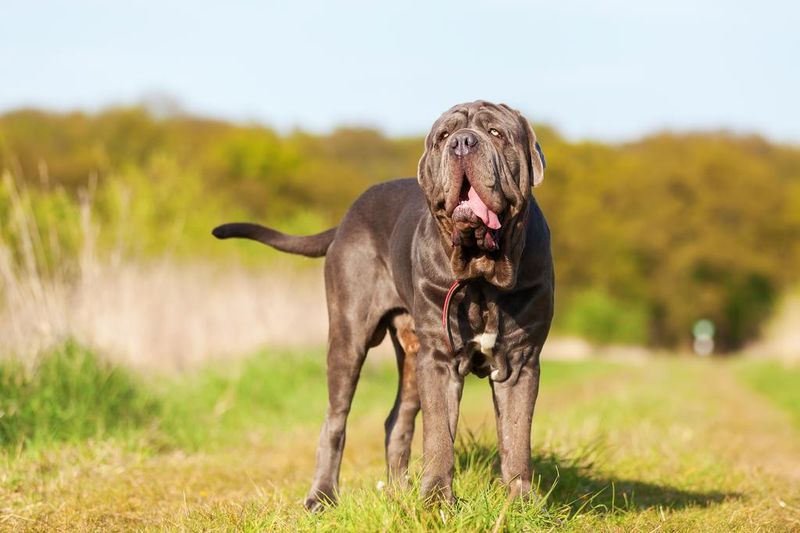 Neapolitan Mastiff