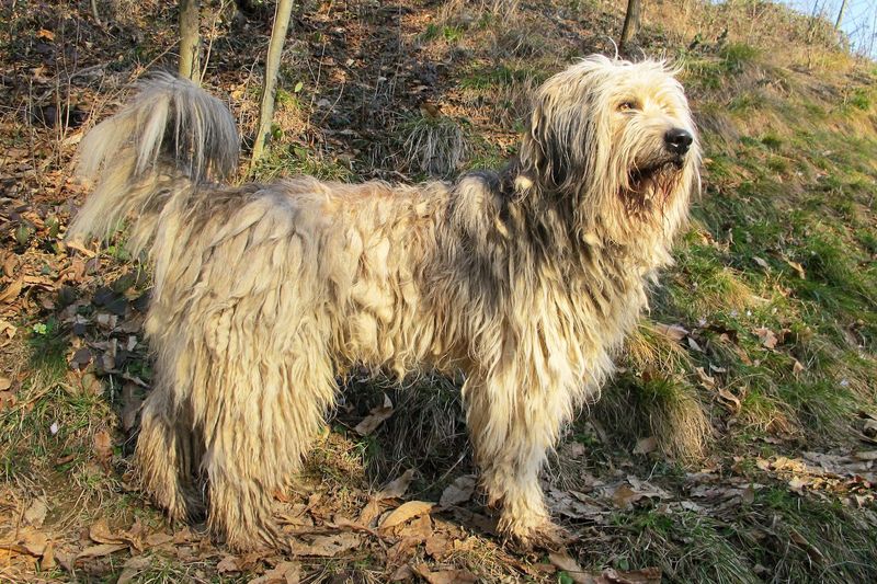Bergamasco Sheepdog