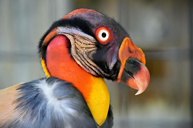 King Vulture's Bold Lip Color