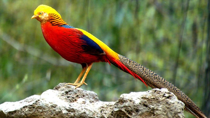 Golden Pheasant