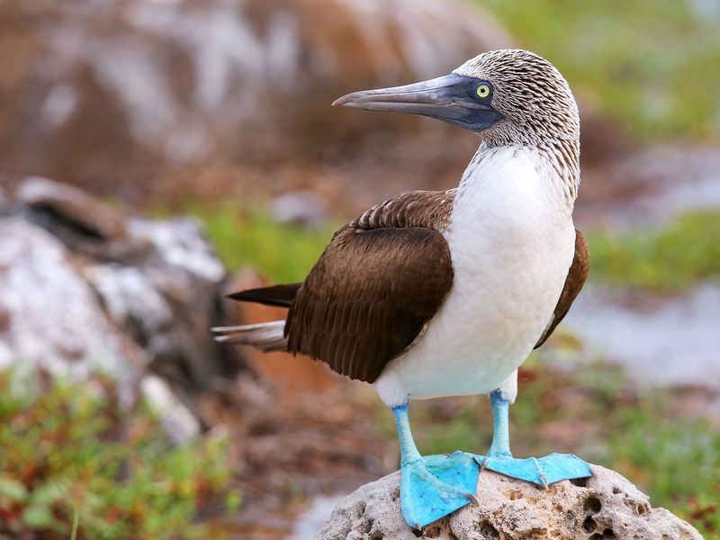 Blue-Footed Boobies