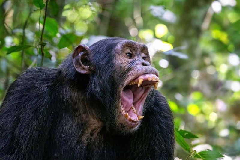 Chimpanzee