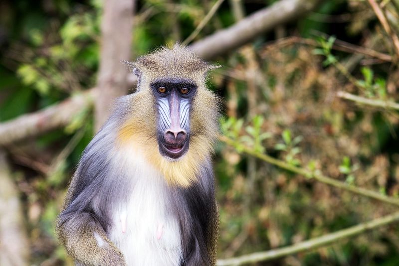 Mandrill