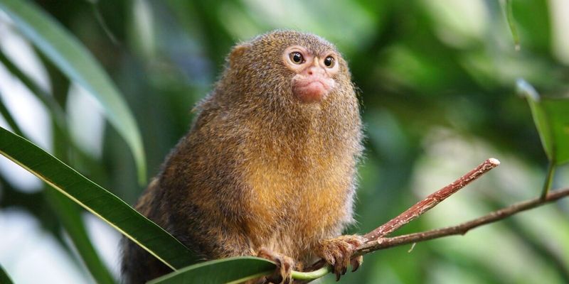 Pygmy Marmoset: Thumb-Sized Primate
