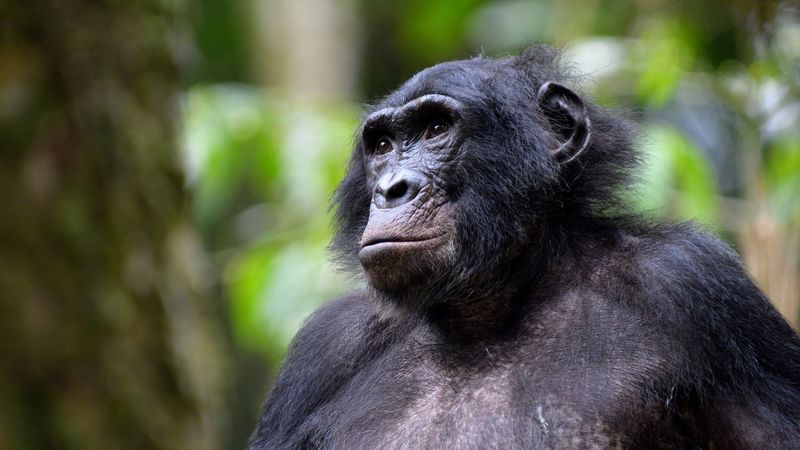 Bonobo