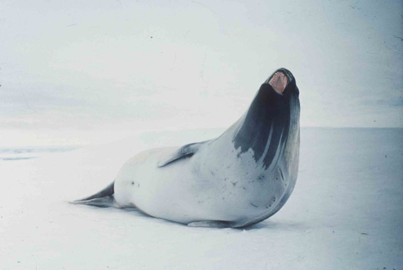 Antarctic Giants: Ross Seals