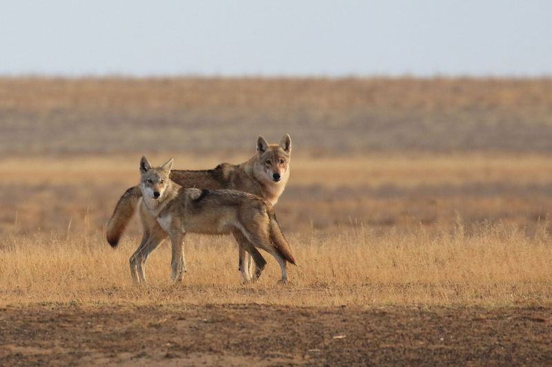 Steppe Wolf