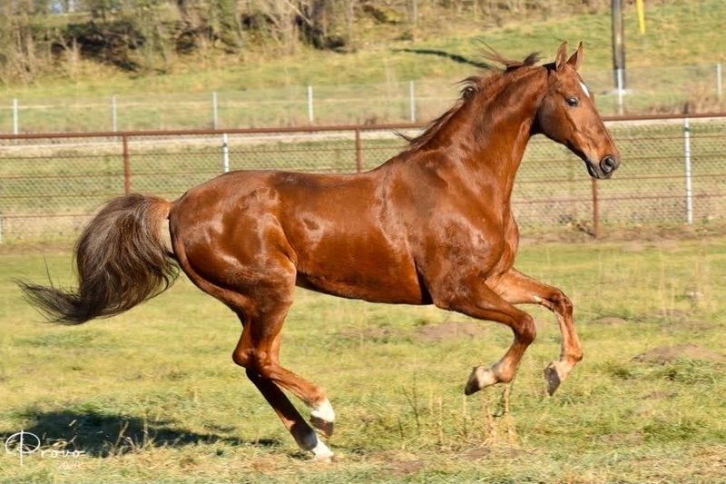 American Saddlebred: The Peacock Of The Horse World