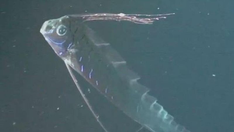 Oarfish: Sea Serpent Of The Deep