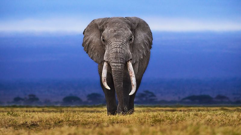 Elephant