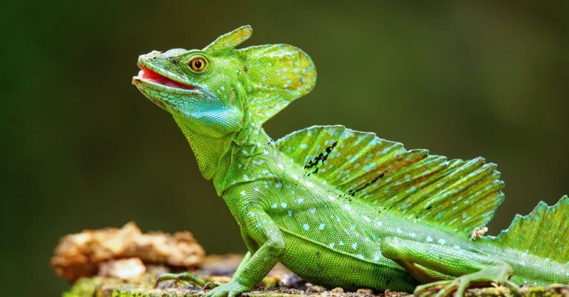 Green Basilisk