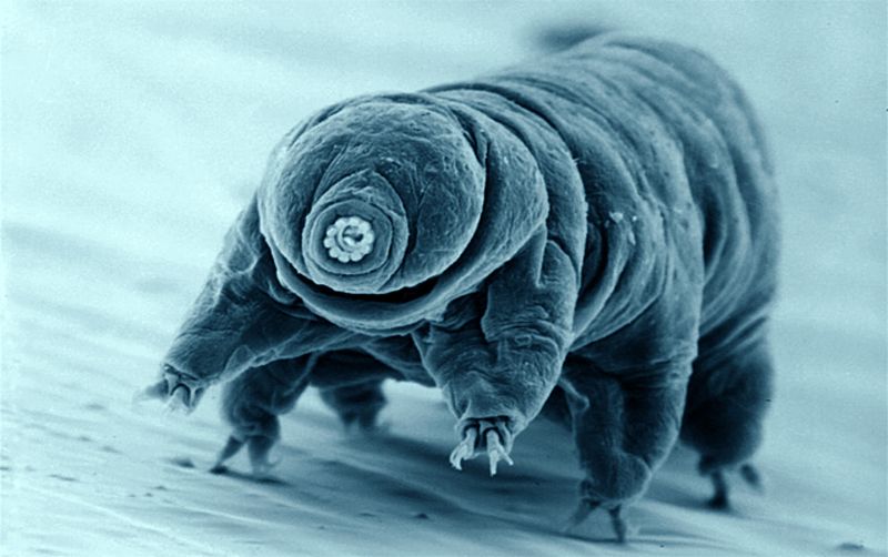 Tardigrades: Immortal Micro-Monsters