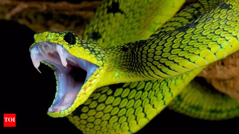 Pit Viper