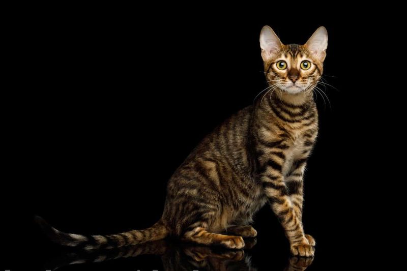 Toyger + Chausie = Toyger Chausie