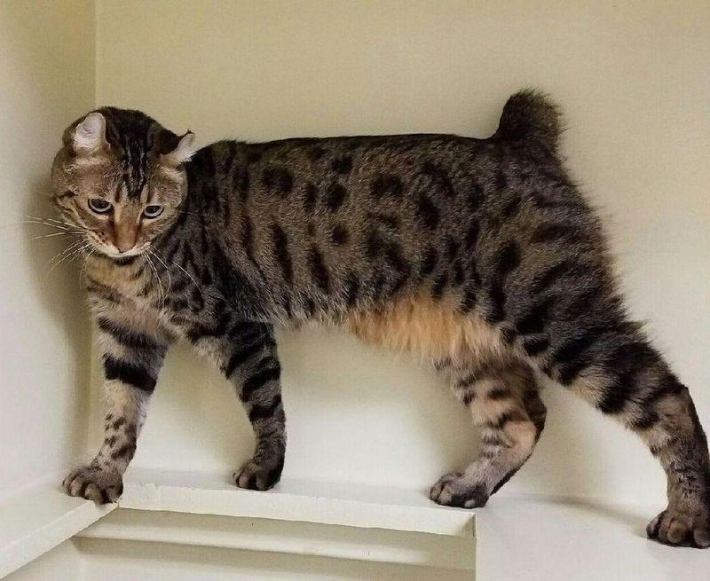 Desert Lynx: Southwestern Spirit