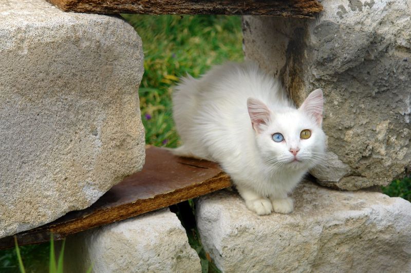 Turkish Van's Farming Heritage