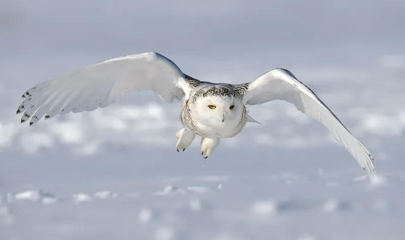 Snowy Owl