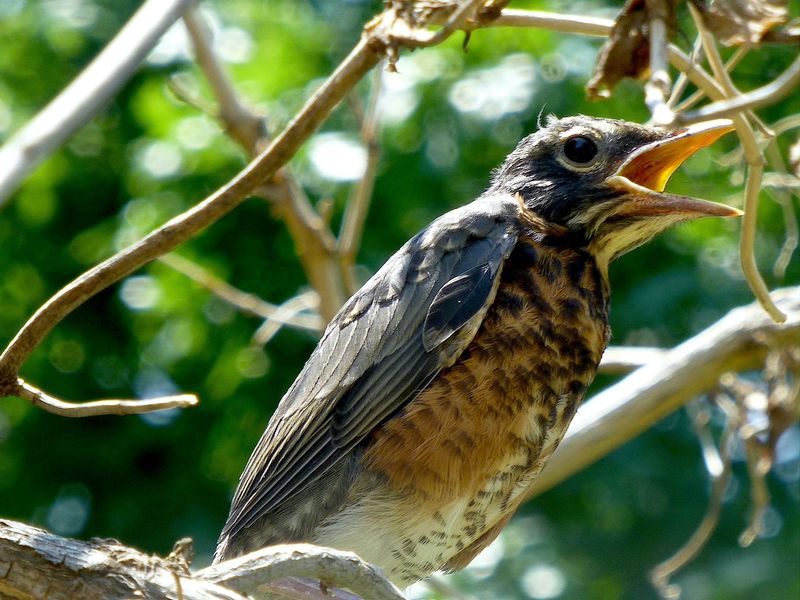 Nest Hopping: Robin Babies Leave But Stay Nearby