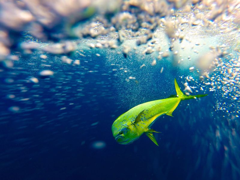 South Padre Island's Summer Surprise