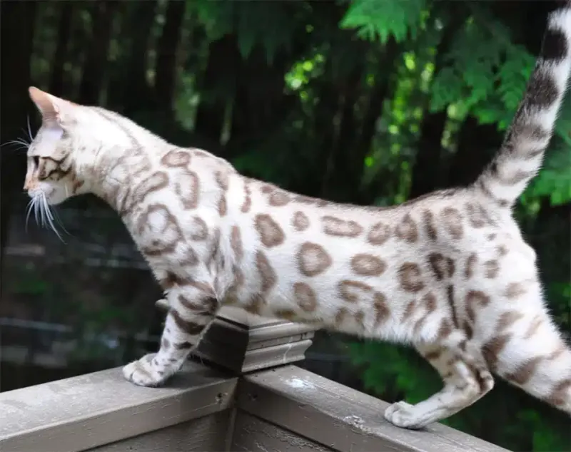 Lynx Bengal