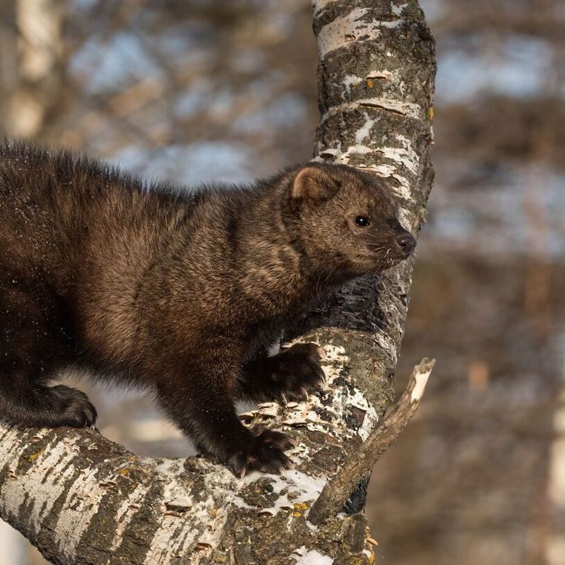 Fisher Cat – Alaska