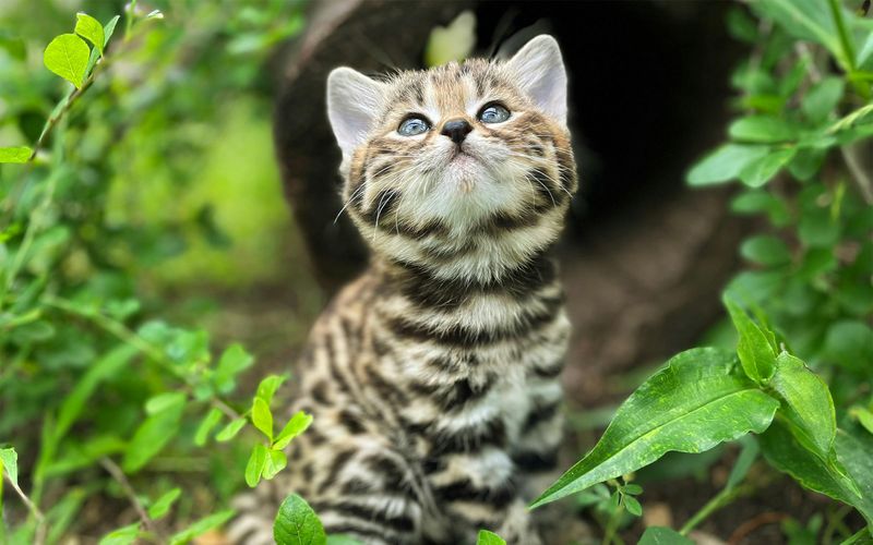 Black-Footed Cat