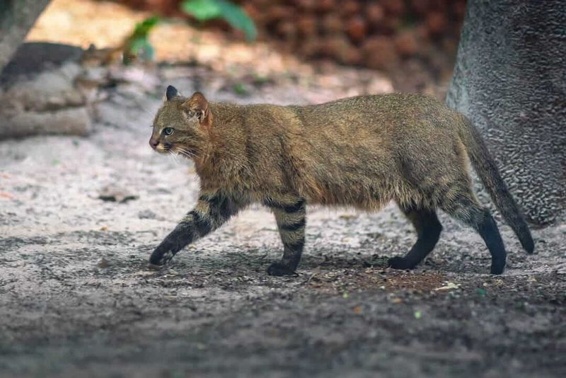 South American Pampas Cat