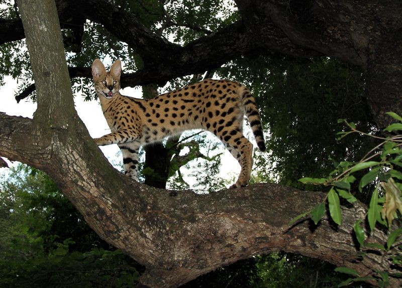 Serval