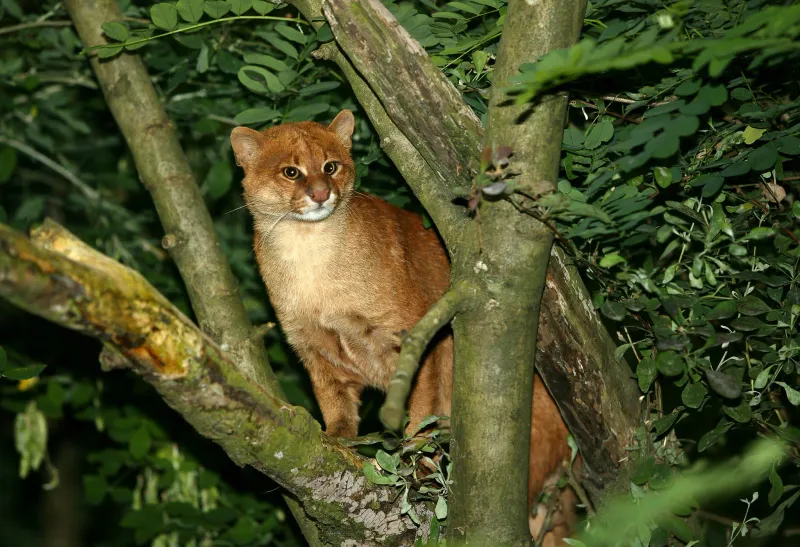 Jaguarundi: The Otter Cat