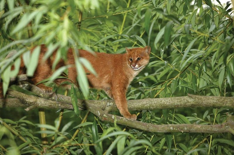 Jaguarundi