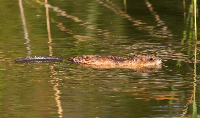 Muskrats