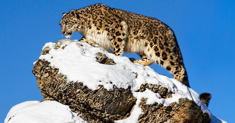 Snow Leopard