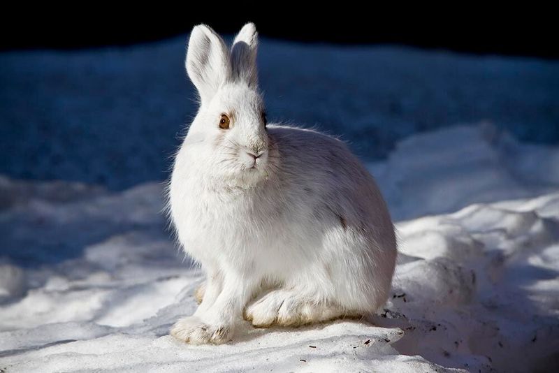 Snowshoe Hare