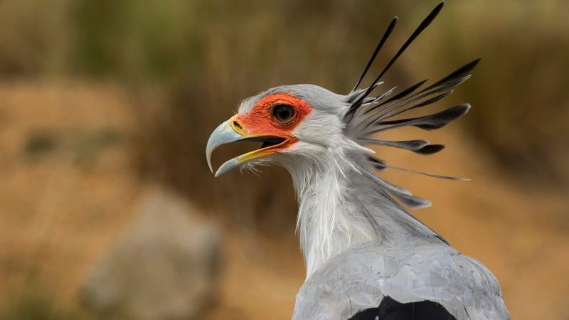 Secretarybird – Savanna Sentinel Of Africa