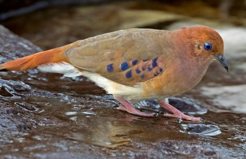 Blue-eyed Ground-Dove