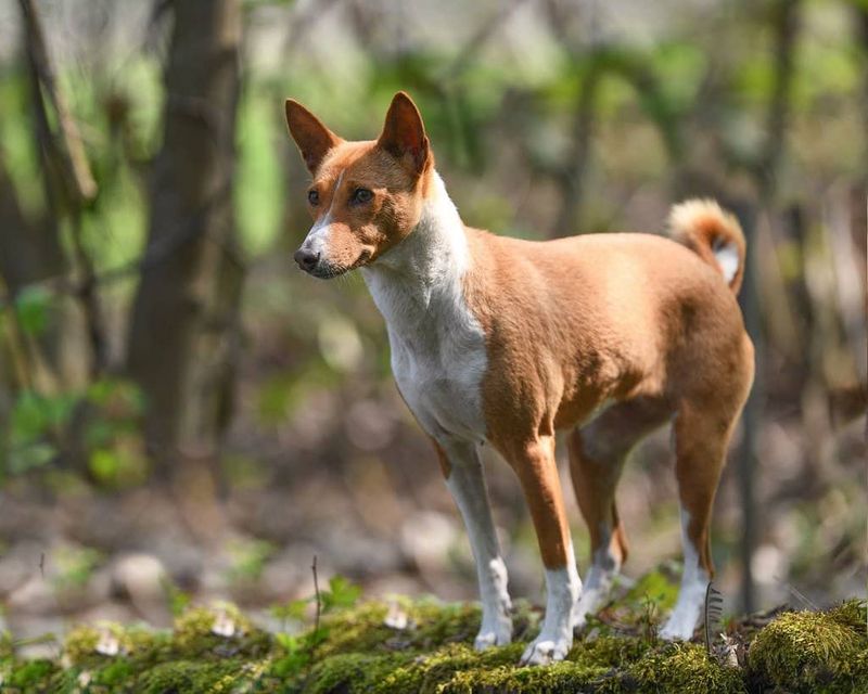 African Village Watchmen: Basenji