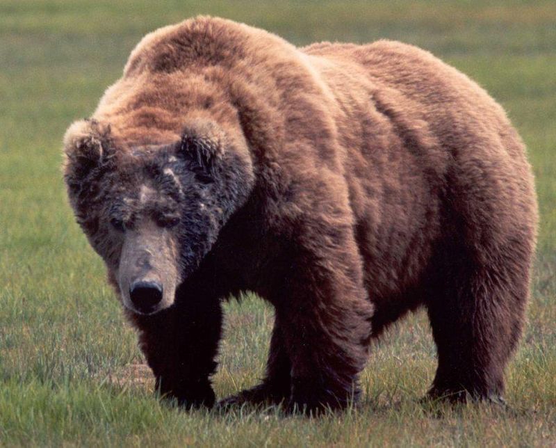 Ussuri Brown Bear