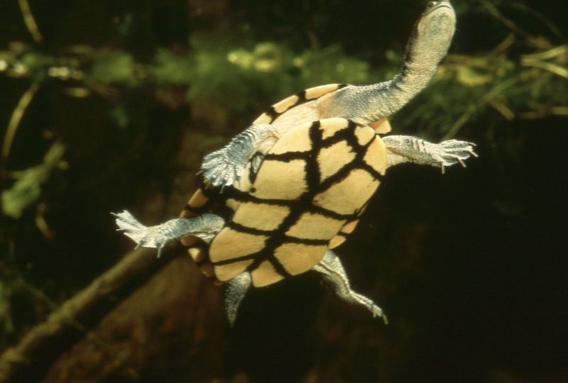 Reptiles