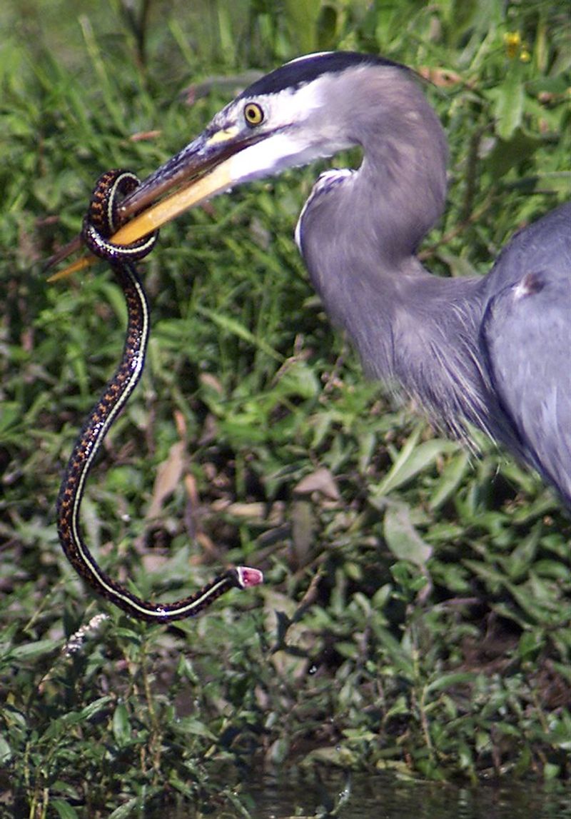 Great Blue Heron